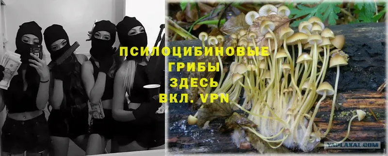 Псилоцибиновые грибы Psilocybe  Богучар 